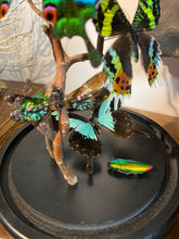 Charger l&#39;image dans la galerie, Globe envolée de papillons et demoiselles
