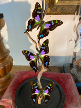Charger l&#39;image dans la galerie, Envolée de papillons graphium weiskei
