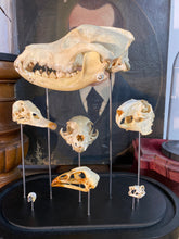 Charger l&#39;image dans la galerie, Globe aux crânes
