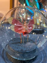 Charger l'image dans la galerie, Globe bulle Pyrops
