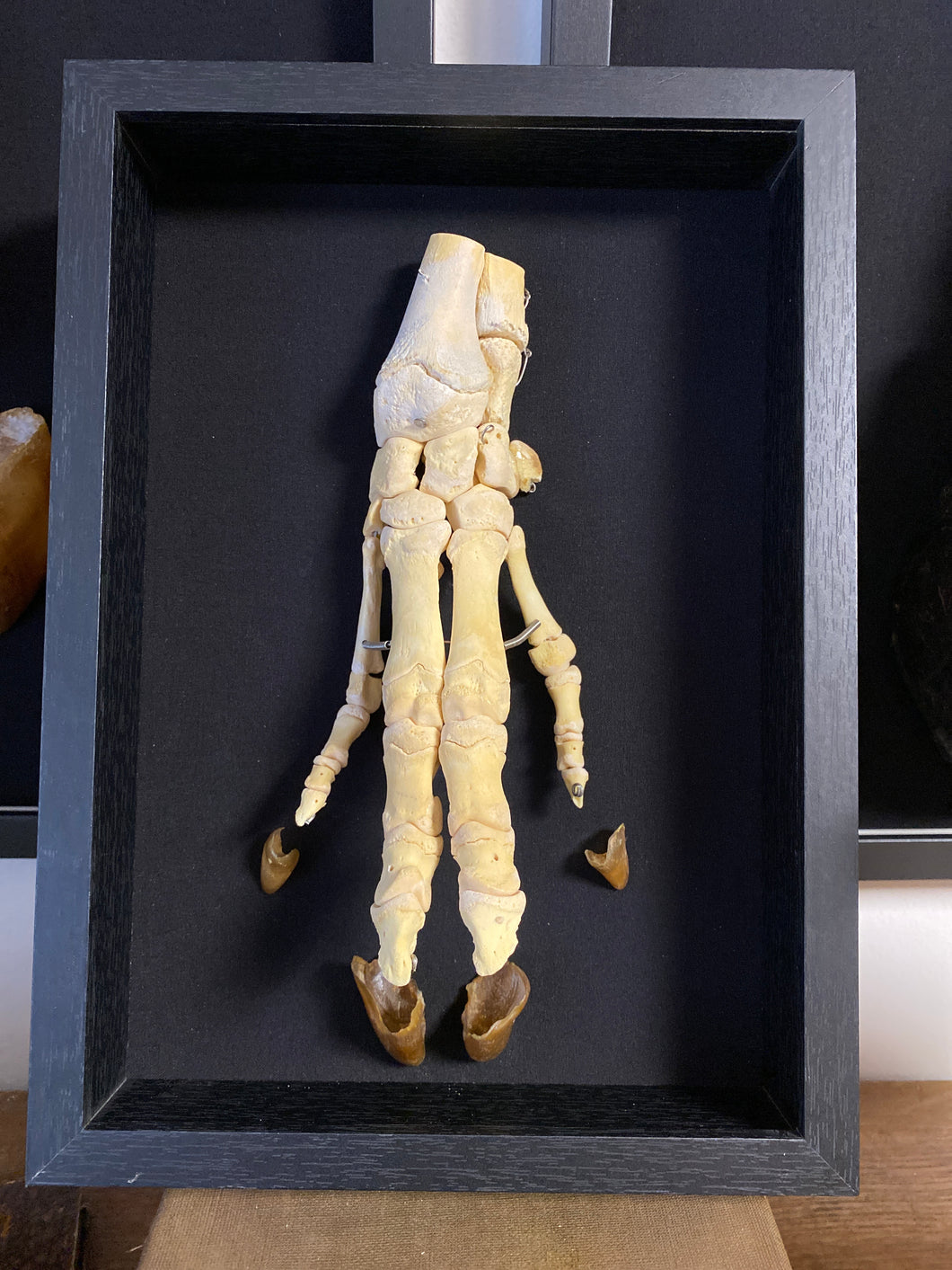 Cadre patte de porc