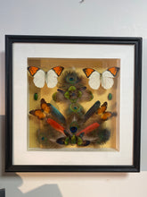 Charger l&#39;image dans la galerie, Cadre composition plumes et insectes ( vide atelier!)
