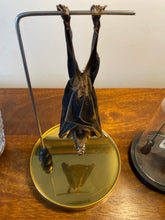 Charger l&#39;image dans la galerie, Véritable chauve-souris sous globe en verre grand modèle
