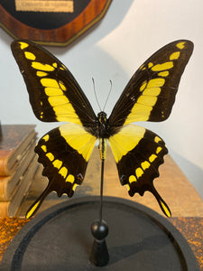 Papillon papilio thoas sous globe