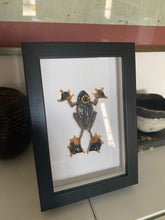 Charger l'image dans la galerie, Cadre véritable grenouille « Prince charmant! » rhacophorus reinwardtii
