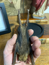 Charger l&#39;image dans la galerie, Chauve-souris eonycteris sous globe en verre
