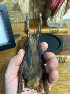 Chauve-souris eonycteris sous globe en verre