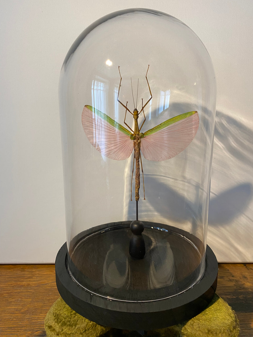 Globe phasme marmessoidea