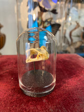 Charger l&#39;image dans la galerie, Petit globe contenant un véritable crâne de crapaud
