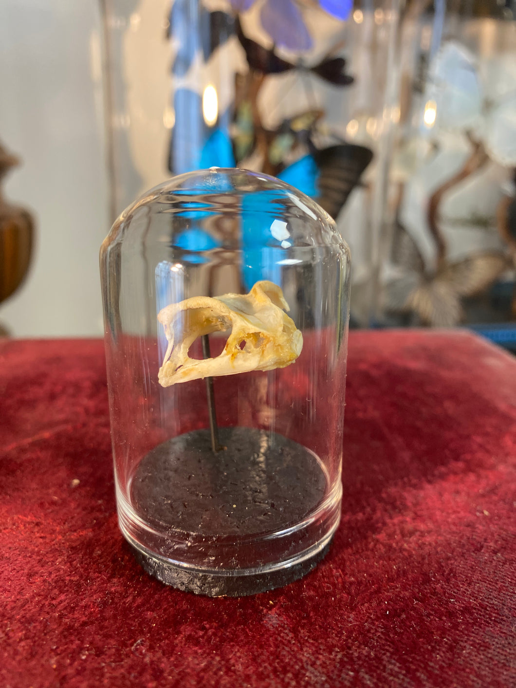 Petit globe contenant un véritable crâne de crapaud