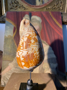 Coquillage Volute Nobilis