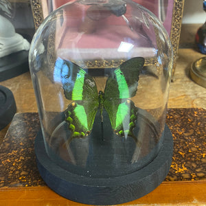 Globe papillon