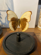 Charger l'image dans la galerie, Globe papillon
