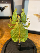 Charger l&#39;image dans la galerie, Phasme feuille sous globe en verre
