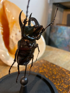 Globe en verre avec chalcosoma atlas