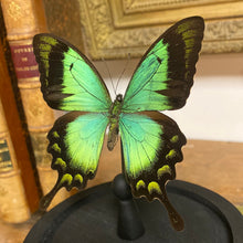 Charger l&#39;image dans la galerie, Papillon sous globe en verre (papilio lorquinianus)
