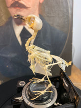 Charger l&#39;image dans la galerie, « Le petit oiseau est sorti!!
