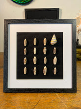 Charger l'image dans la galerie, Cadre coquillages
