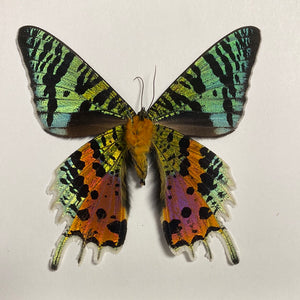 Cadre papillon Urania ripheus