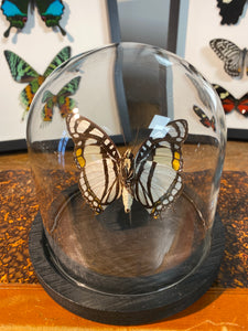 Globe papillon