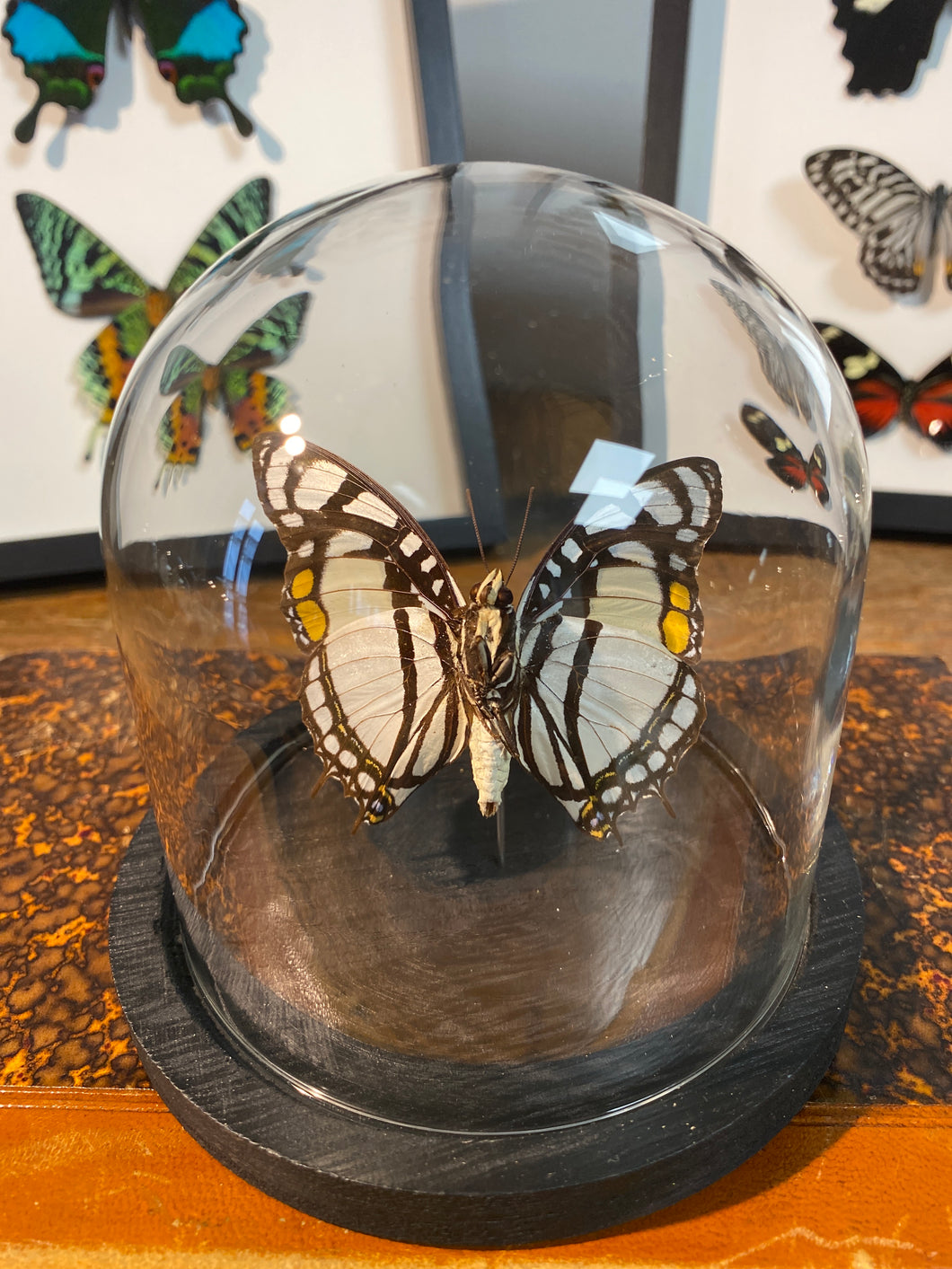 Globe papillon