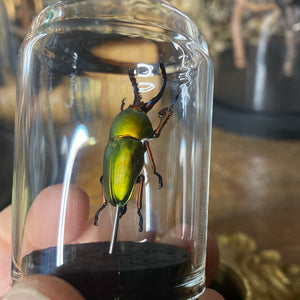 Petit globe contenant un Lampima adolphinae