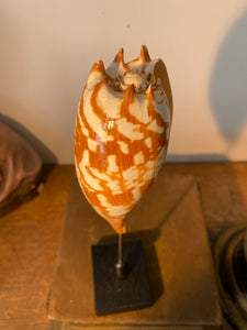 Coquillage voluta melo amphora