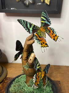 Papillons urania ripheus sur main en bois