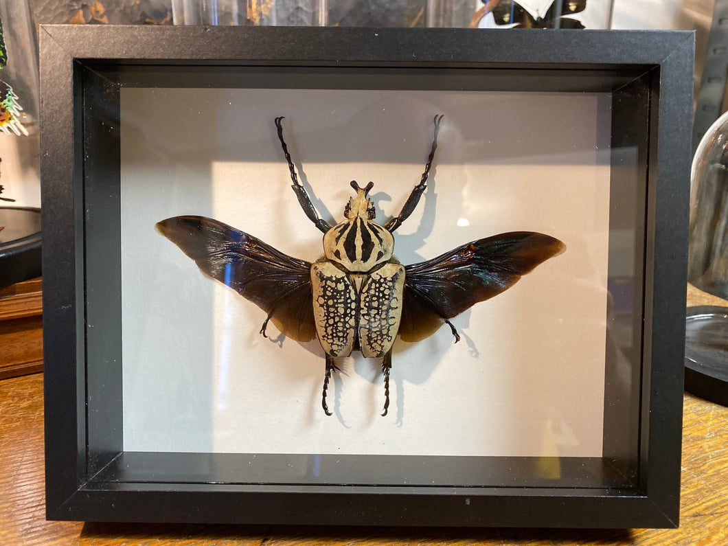 Cadre Goliathus oriantalis