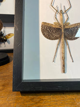 Charger l&#39;image dans la galerie, Cadre phasme
