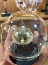 Charger l'image dans la galerie, Globe bulle poisson diodon perroquet
