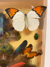 Charger l&#39;image dans la galerie, Cadre composition plumes et insectes ( vide atelier!)

