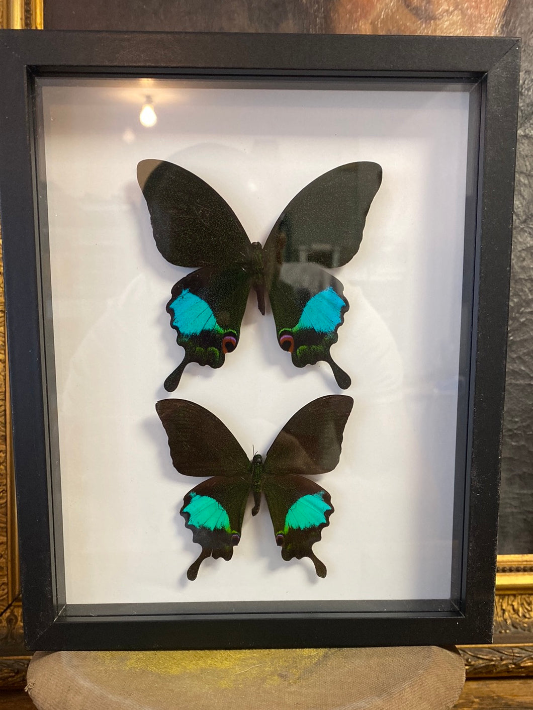 Cadre duo de papillons