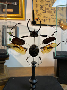 Eclaté de scarabée sous vitrine