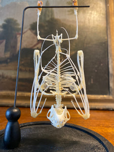 Véritable squelette de chauve-souris sous globe en verre