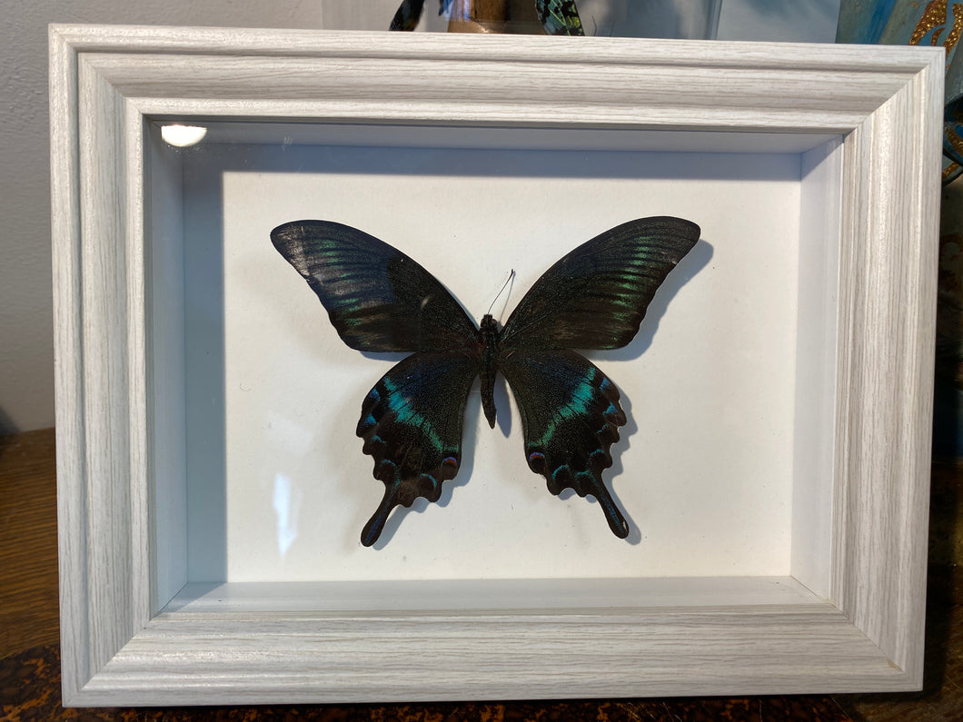 Cadre papillon