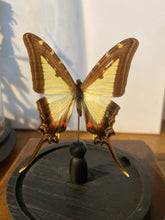 Charger l'image dans la galerie, Globe papillon
