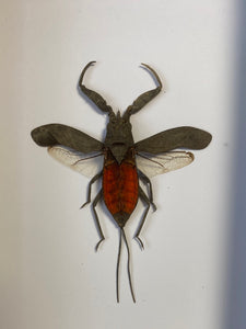 Cadre « scorpion d’eau »