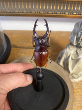 Charger l&#39;image dans la galerie, Globe en verre avec prosopocoilus astacoides
