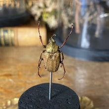 Charger l&#39;image dans la galerie, Petit globe mycteristes rhinophyllus
