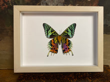 Charger l&#39;image dans la galerie, Cadre papillon Urania ripheus
