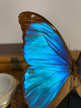 Charger l&#39;image dans la galerie, Globe papillon
