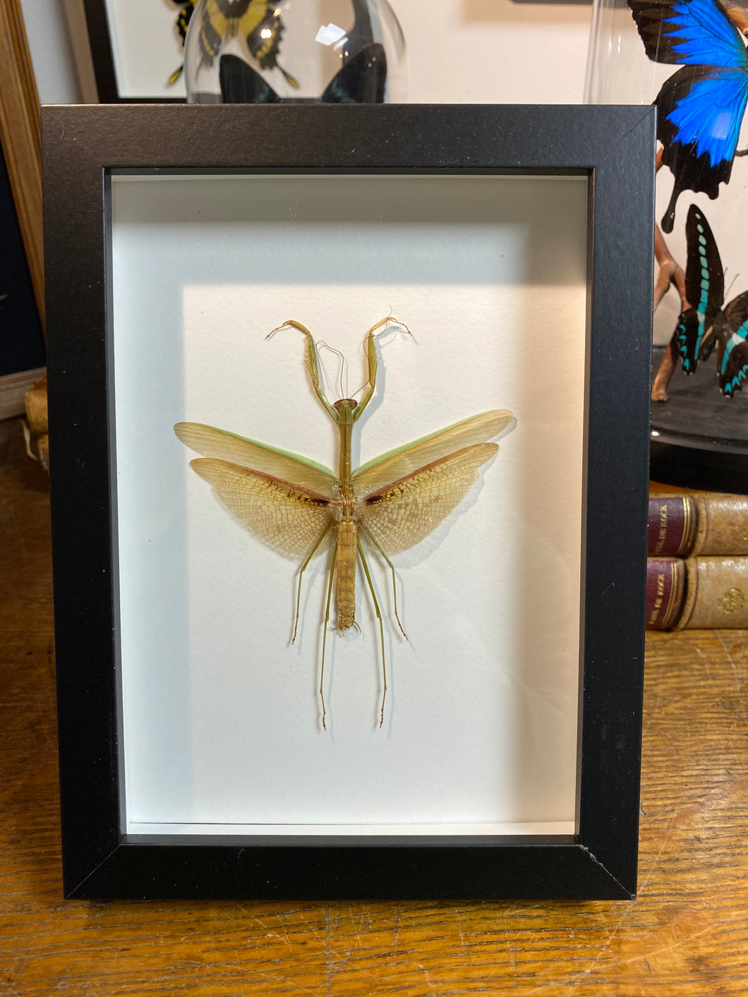 Cadre mante chinoise