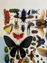 Charger l'image dans la galerie, Cadre aux insectes

