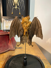 Charger l'image dans la galerie, Chauve-souris ailes ouvertes sous globe
