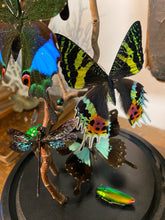 Charger l&#39;image dans la galerie, Globe envolée de papillons et demoiselles
