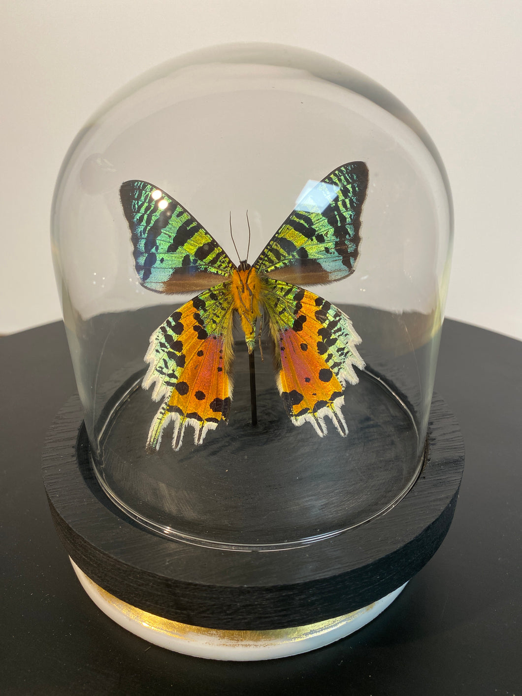 Globe papillon