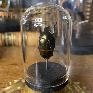 Petit globe plaesiorrhina