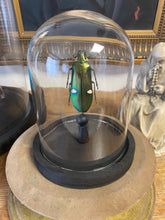 Charger l&#39;image dans la galerie, Globe en verre avec megaloxantha bicolor othanii
