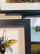 Charger l&#39;image dans la galerie, Cadre chalcosoma atlas ailes ouvertes
